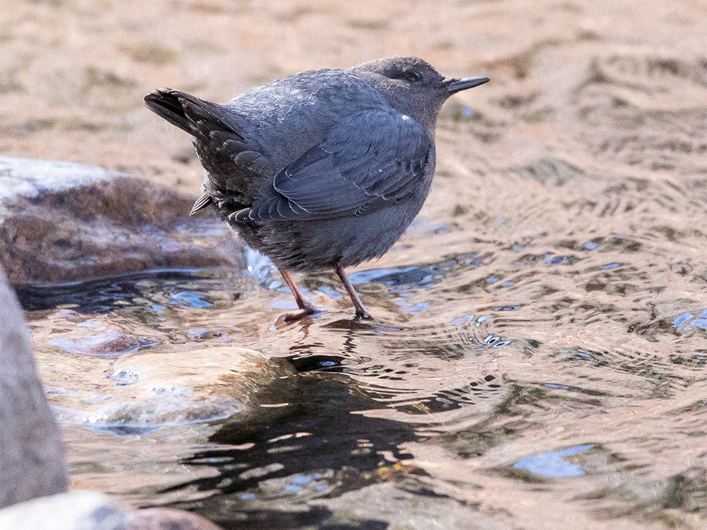 Dipper-American