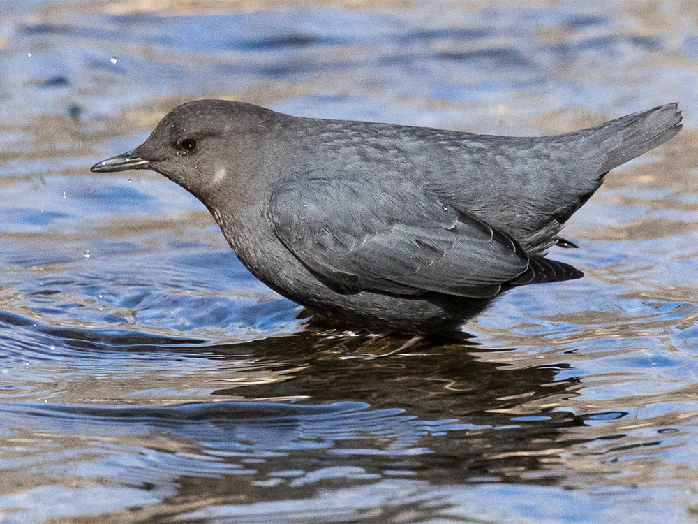 Dipper-American