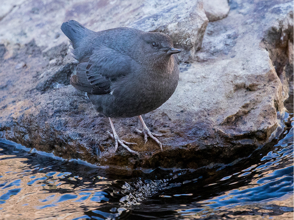 Dipper-American