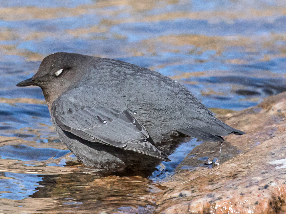 Dipper-American