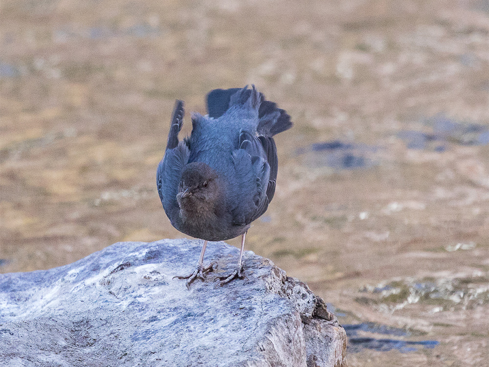 Dipper-American