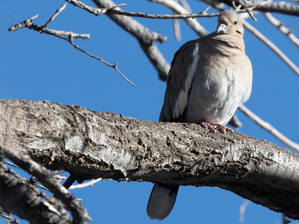 Dove-White-Winged