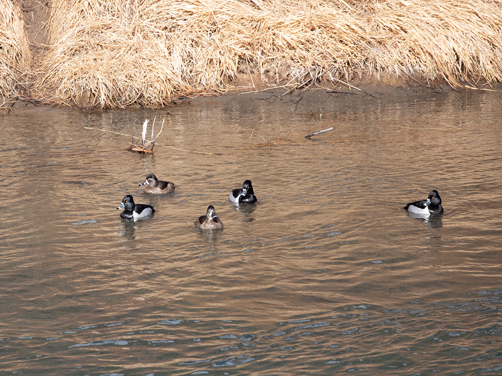 Duck-Ring-Neck