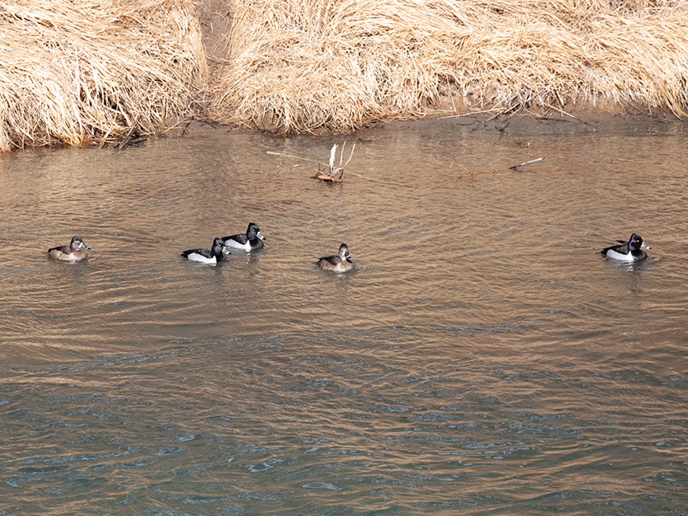 Duck-Ring-Neck