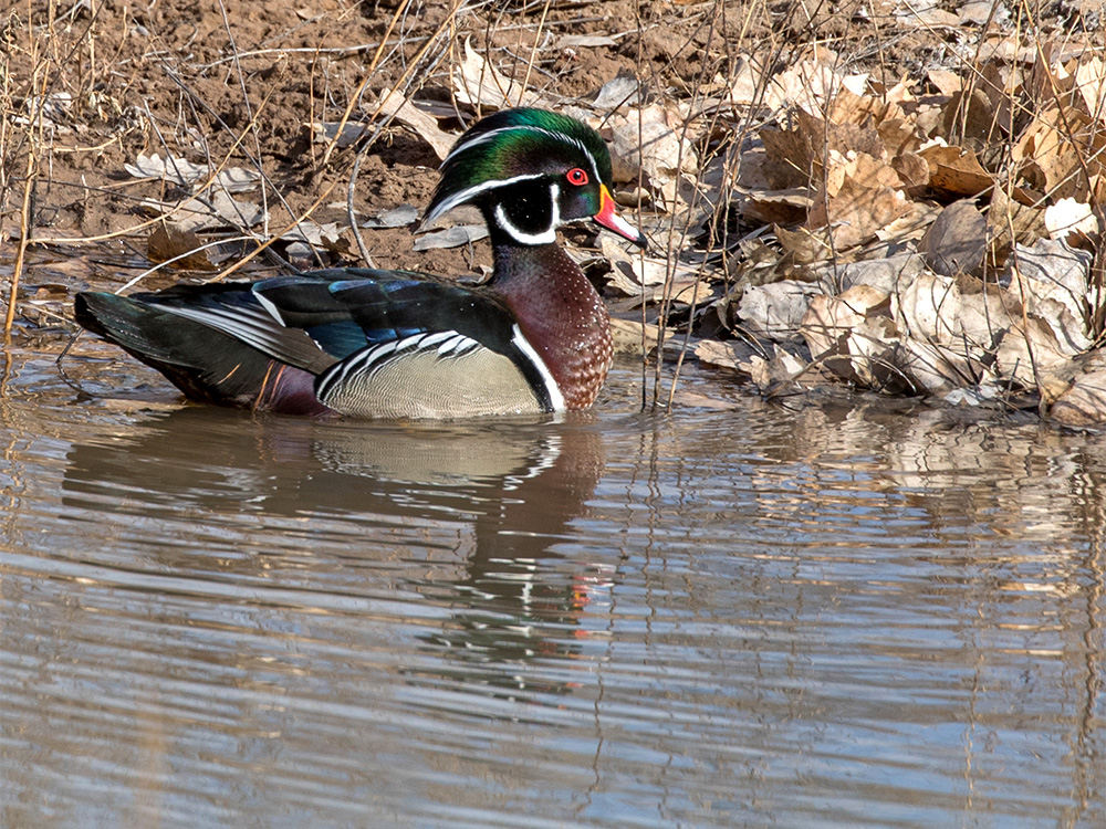 Duck-Wood