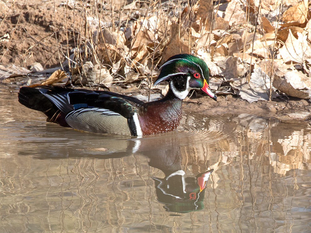 Duck-Wood