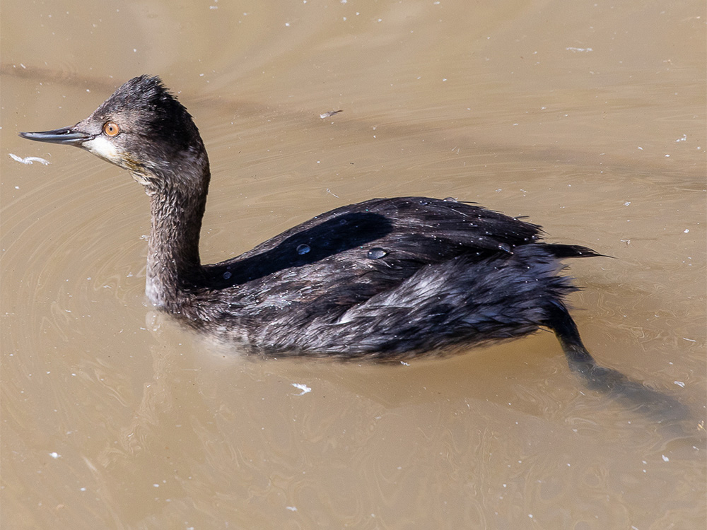 Grebe-Eared