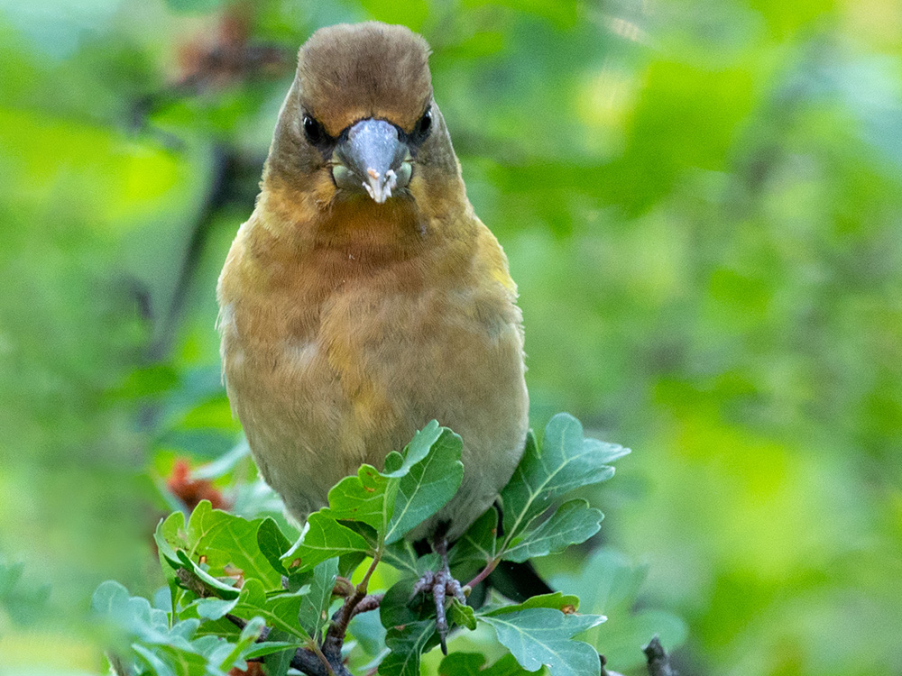 Grosbeak-Evening-Juvenile