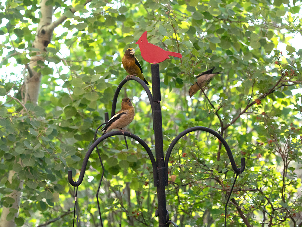 Grosbeak-Evening-Juvenile
