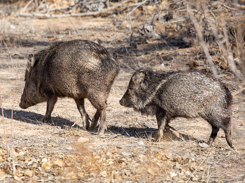 Javelina
