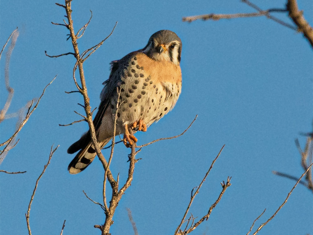  Kestrel-American
