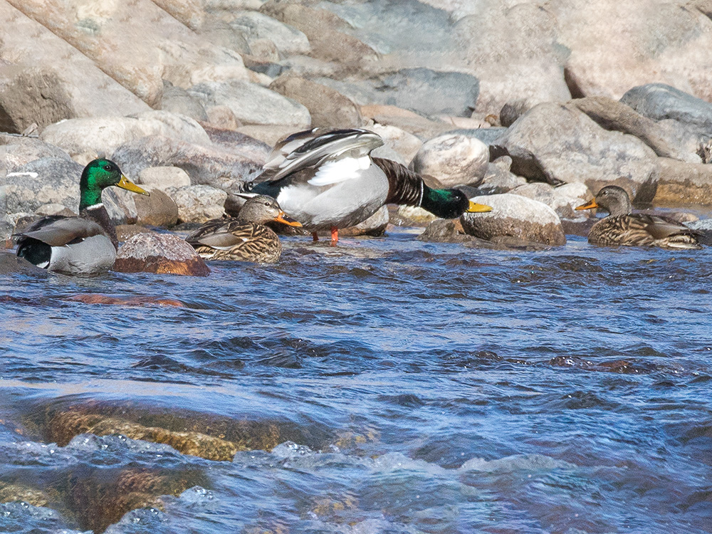 Mallard