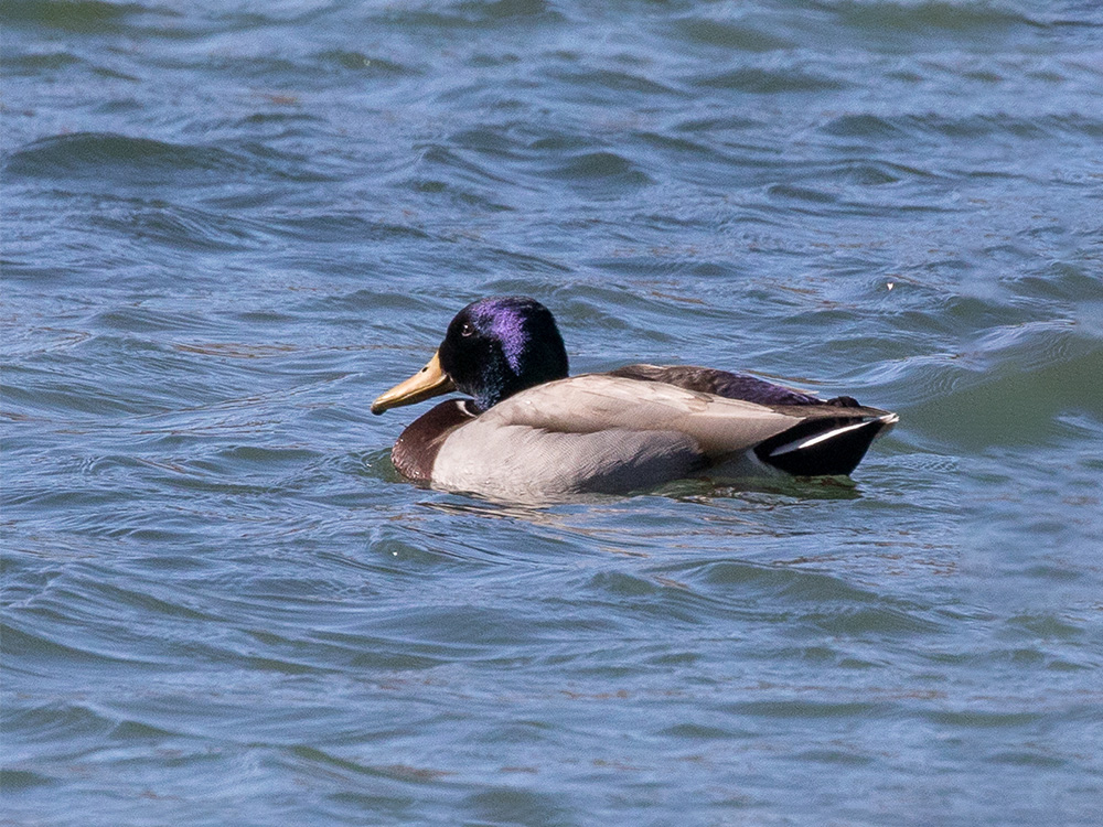 Mallard