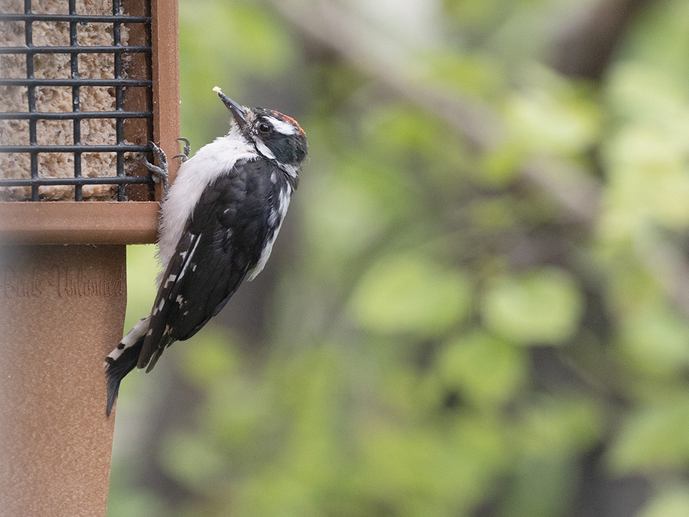 Woodpecker-Downy