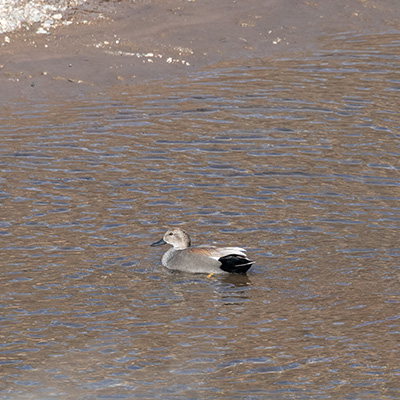 Duck-Gadwall