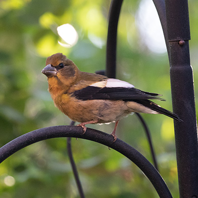 Grosbeak-Evening