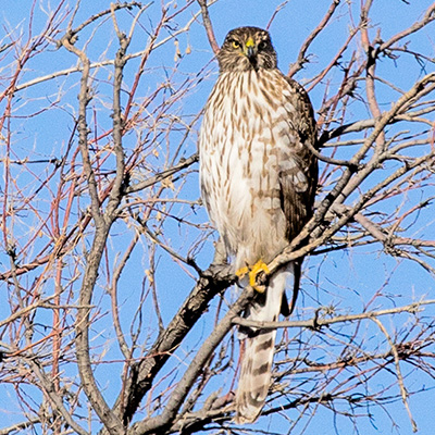 Hawk-Redtailed