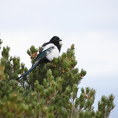 Magpie-Black-Billed