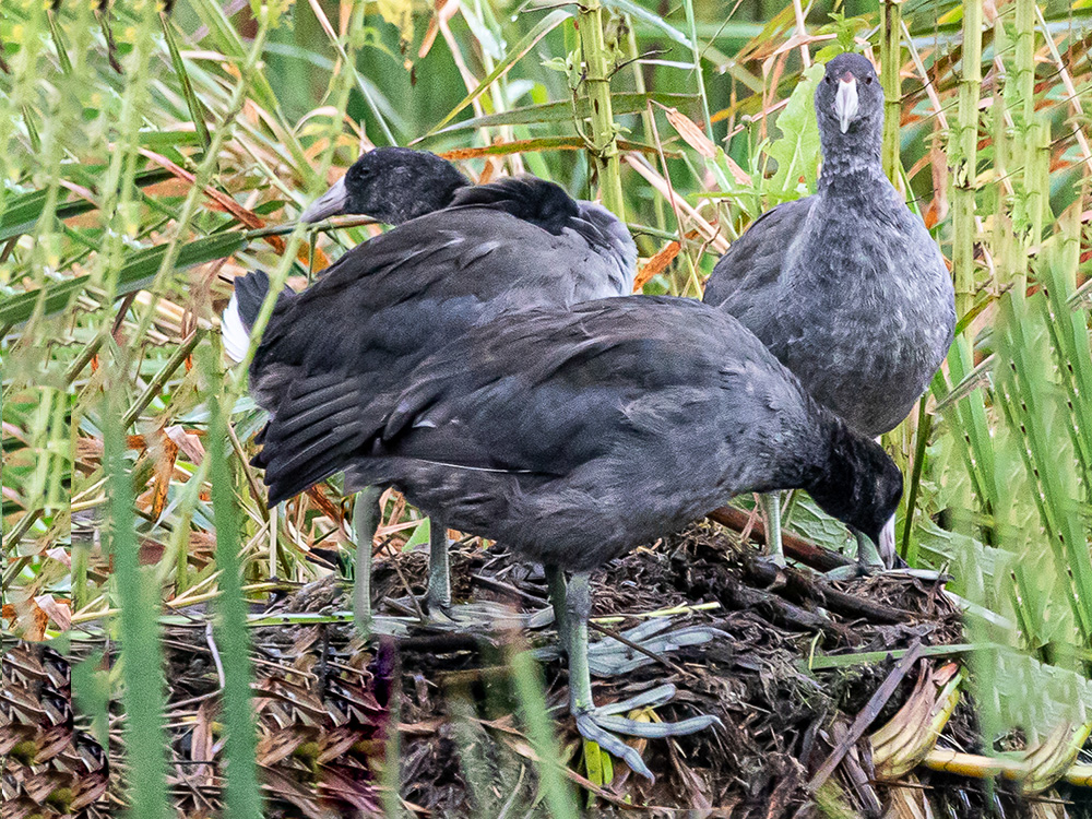 Coot-American