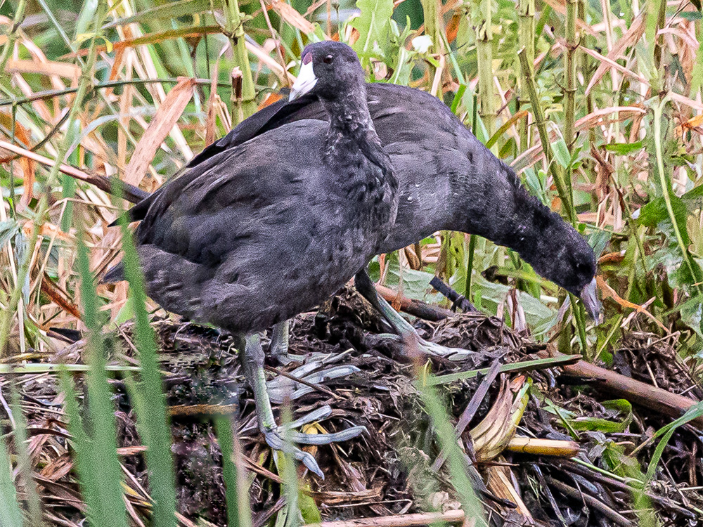  Coot-American
