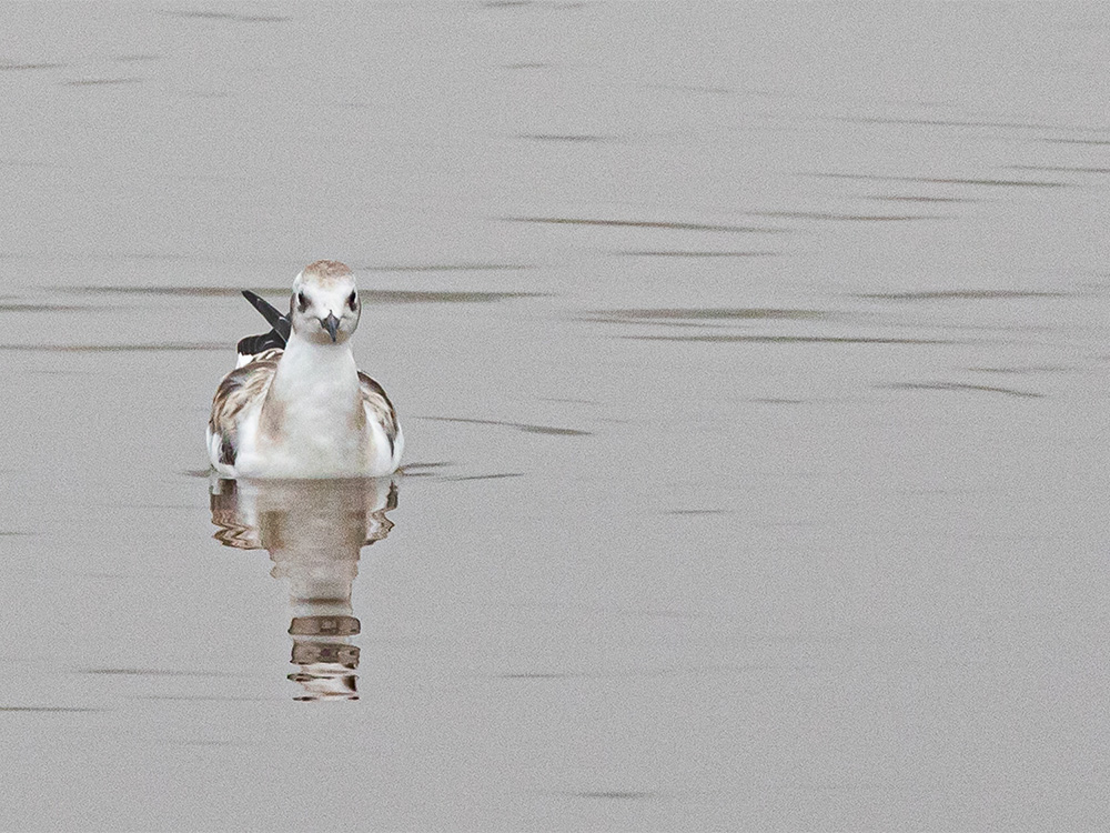 Gull-Bonaparte's