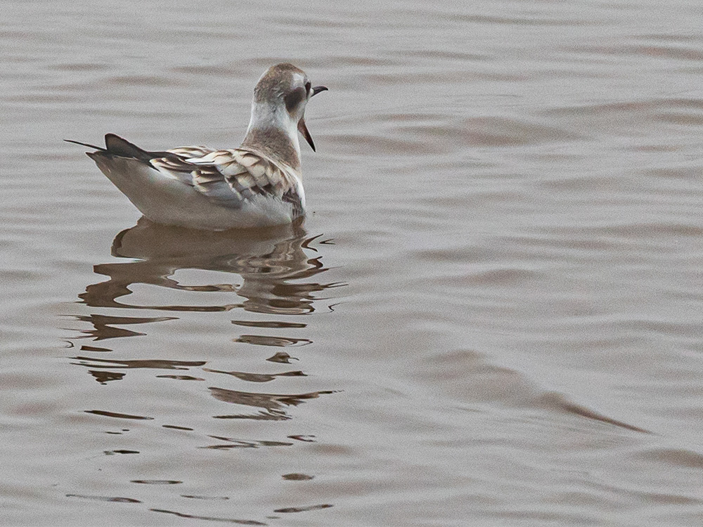 Gull-Bonaparte's