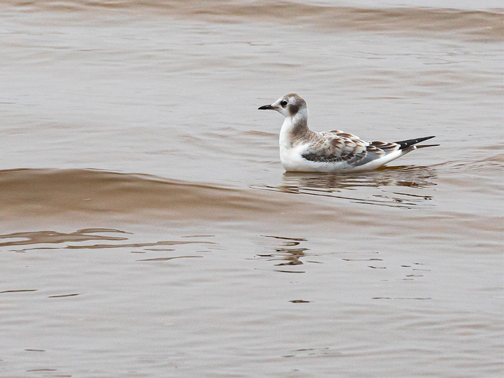 Gull-Bonaparte's