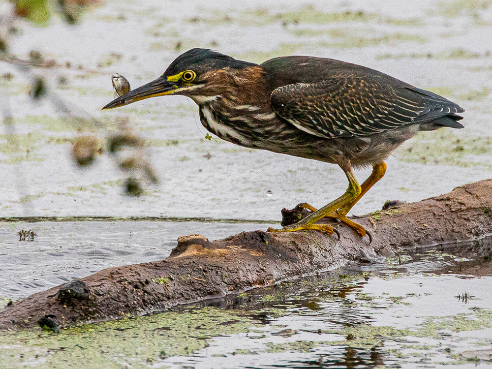 Heron-Green