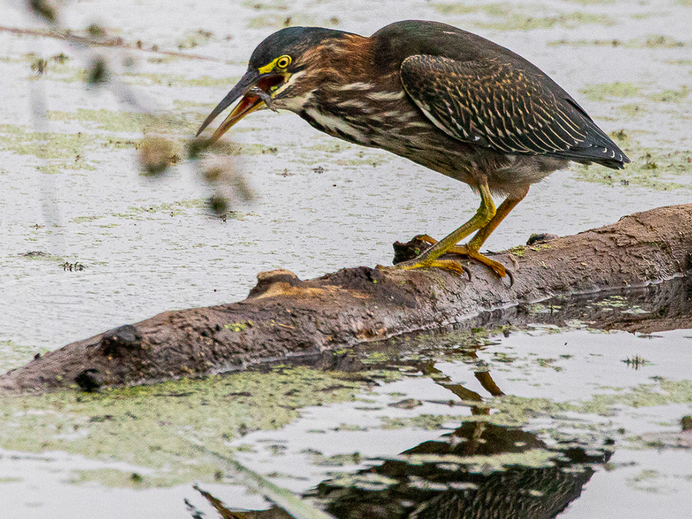 Heron-Green