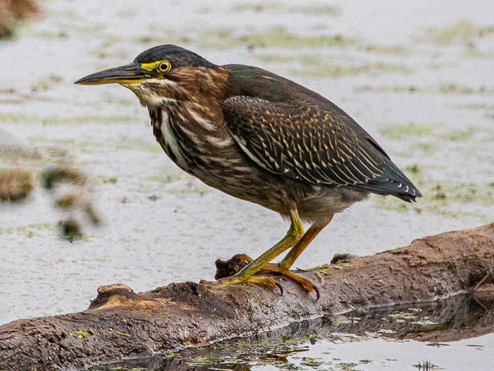 Heron-Green
