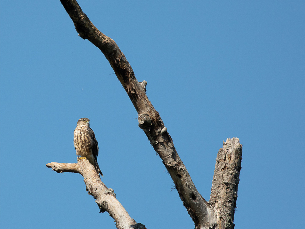 Merlin