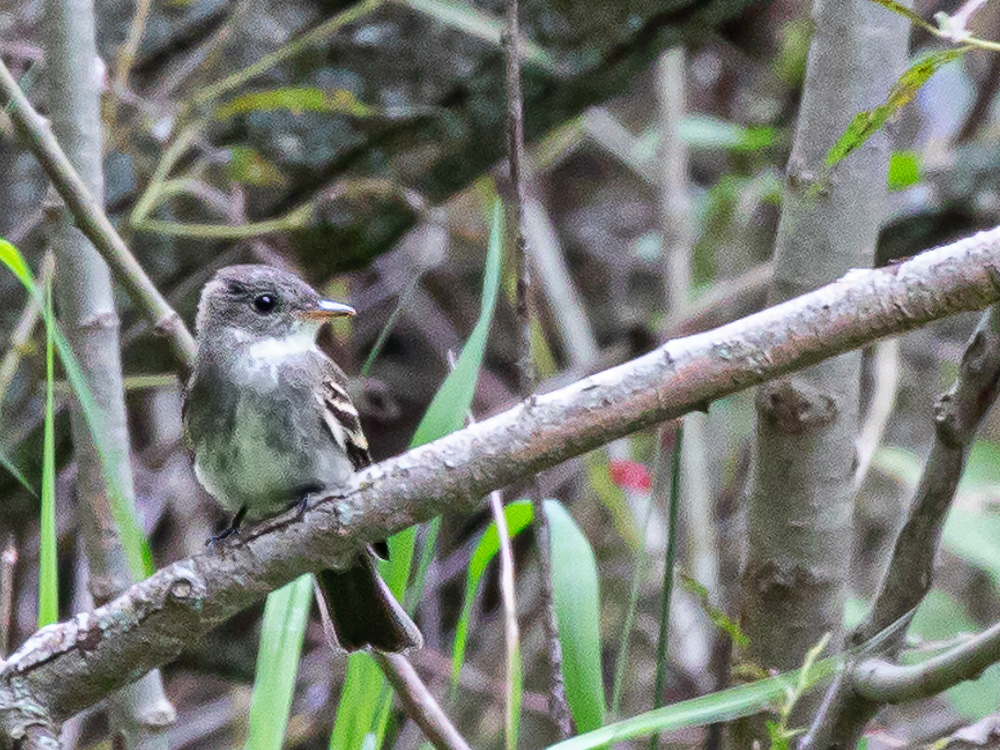 Pewee-Eastern-Wood