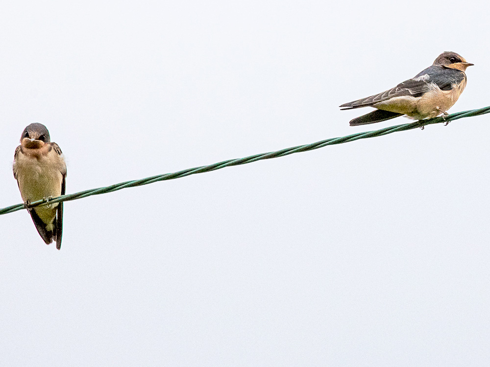 Swallow-Cliff