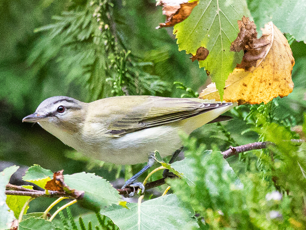 Vireo-Red-Eyedn