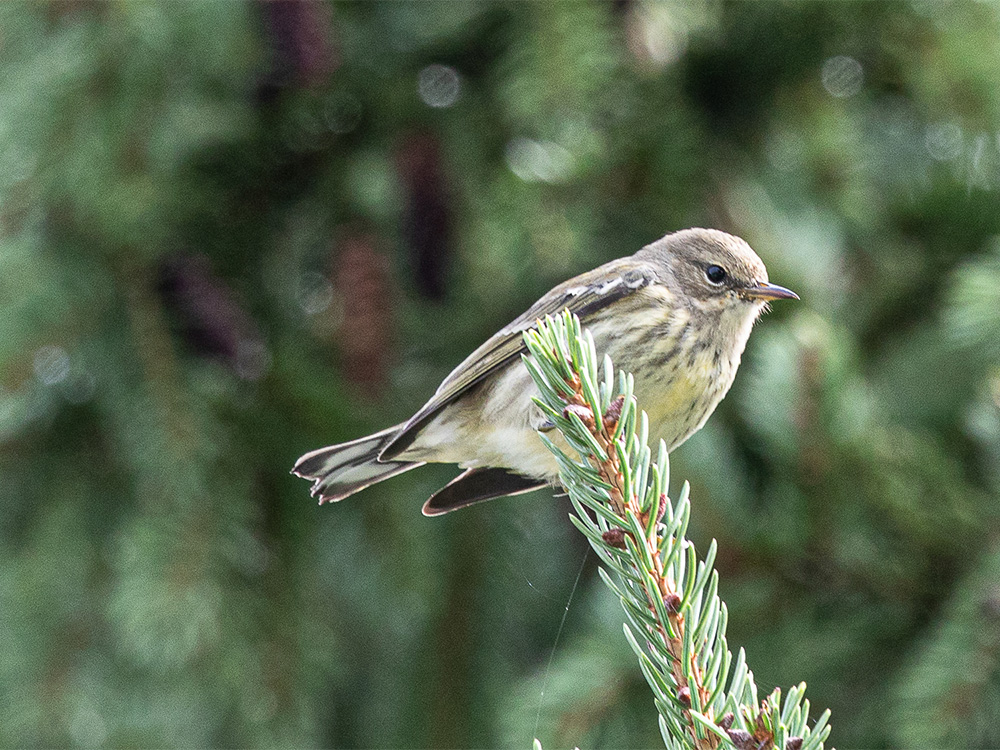 Warbler-Cape-May