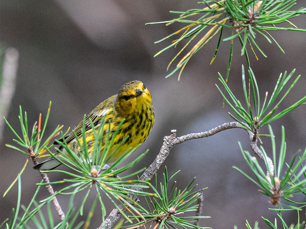 Warbler-Cape-May