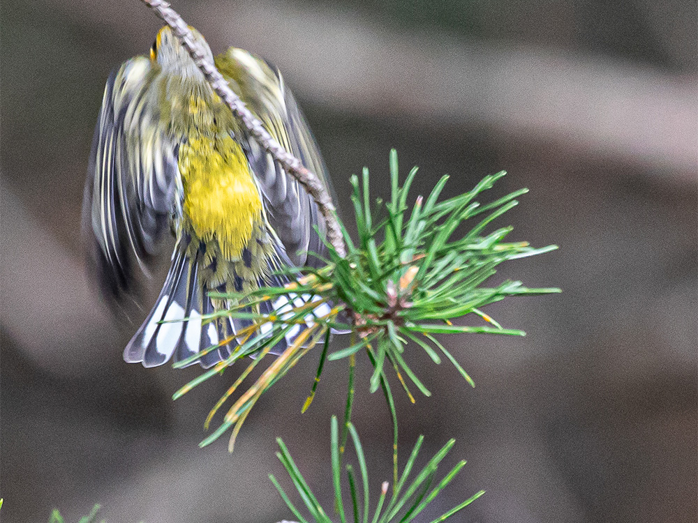 Warbler-Cape-May